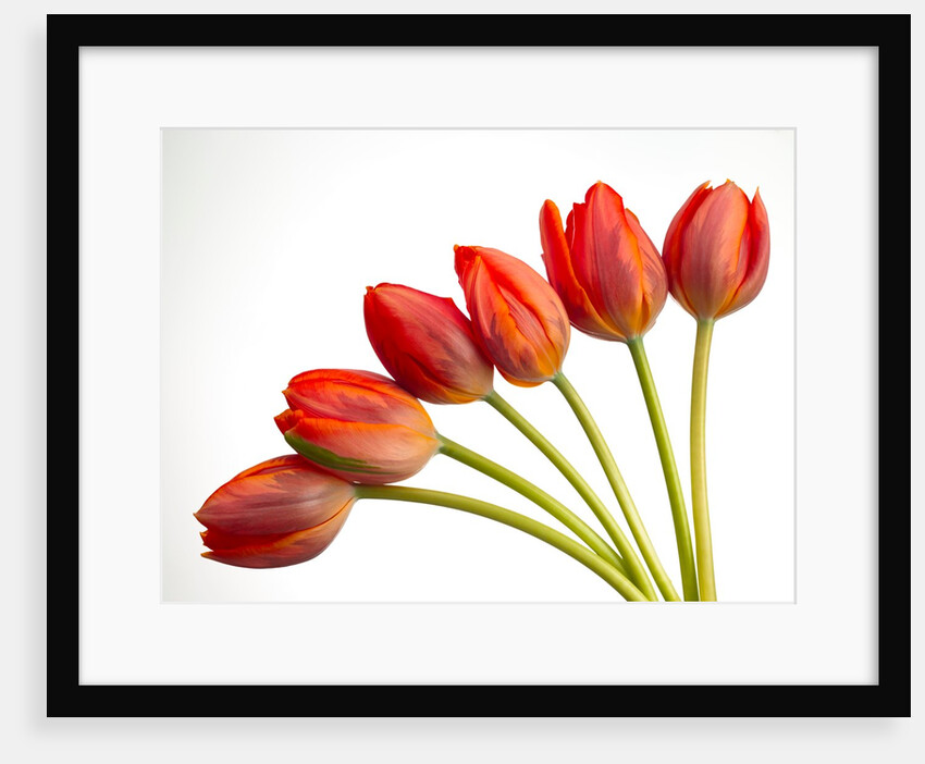 Tulip flowers by Assaf Frank